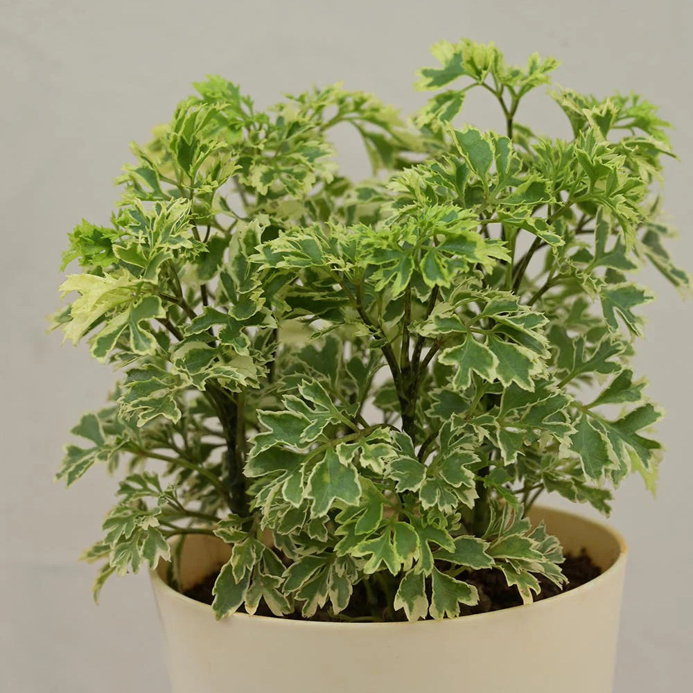 Aralia Mini Foliage Plant