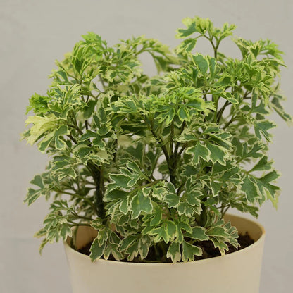 Aralia Mini Foliage Plant