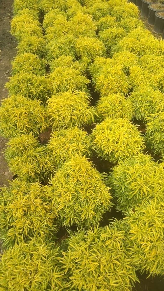 Aralia Golden