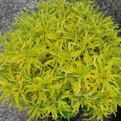 Aralia Golden