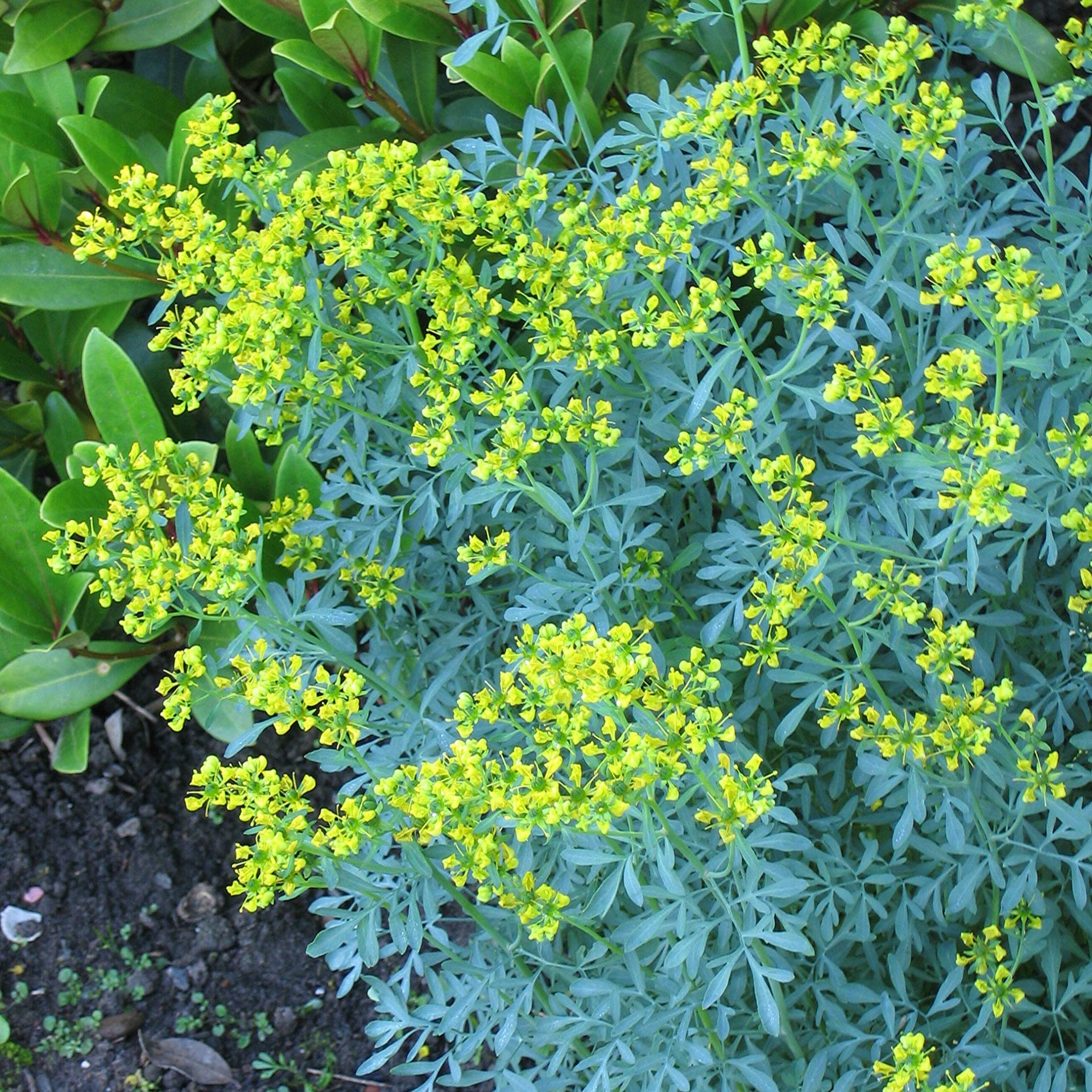 Arootha(Shathapoo) medicinal plant
