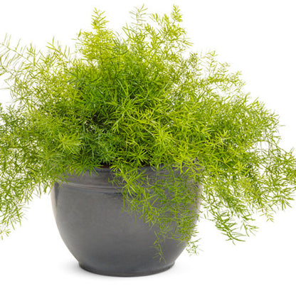 Asparagus Springeri(Shathavari)Medicinal and Ornamental plant