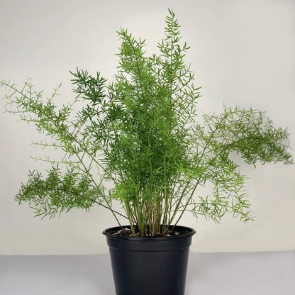 Asparagus Springeri(Shathavari)Medicinal and Ornamental plant