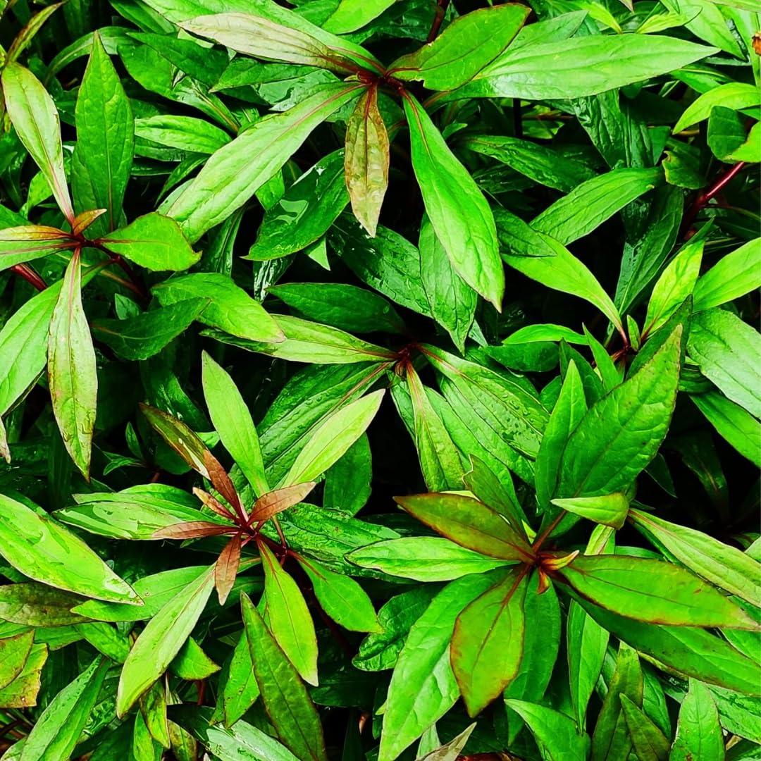 Ayyappana(Mrithasanjeevani) Medicinal Plant