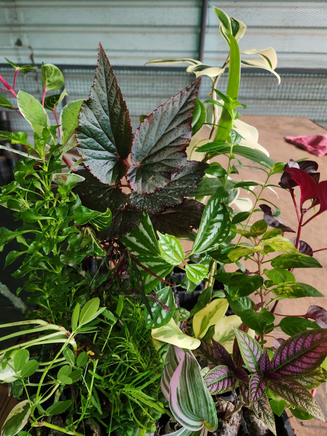 20 Jiffy Plants Combo Offer