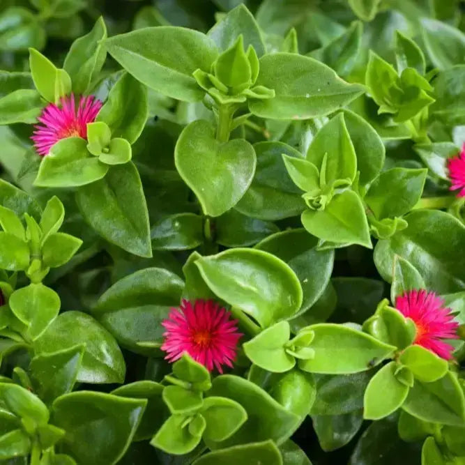 Baby Sun Rose Hanging plant