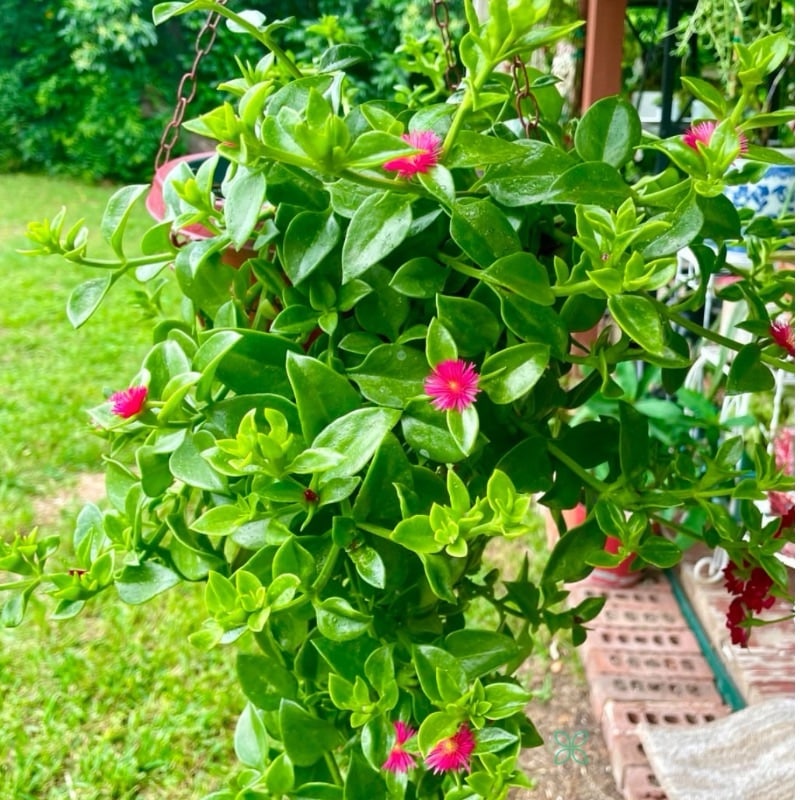 Baby Sun Rose Hanging plant