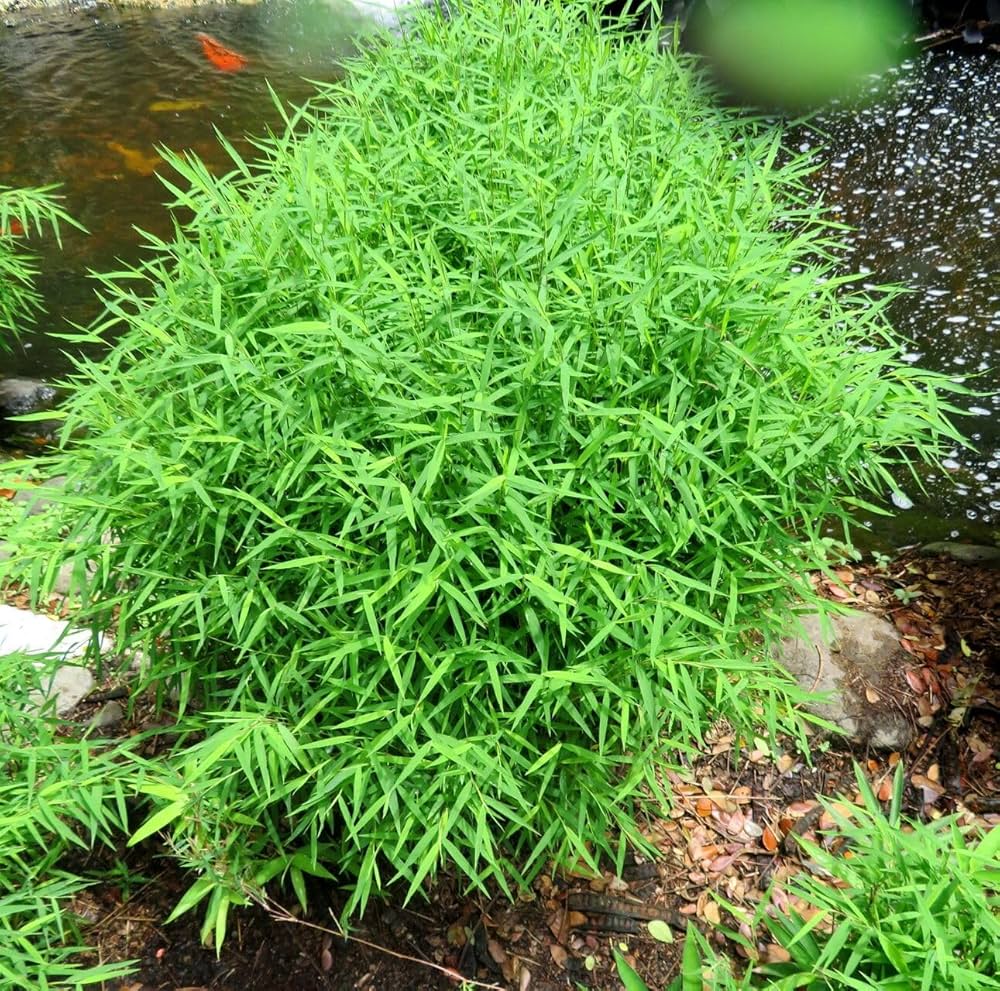 Bamboo Grass