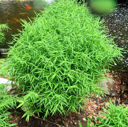 Bamboo Grass