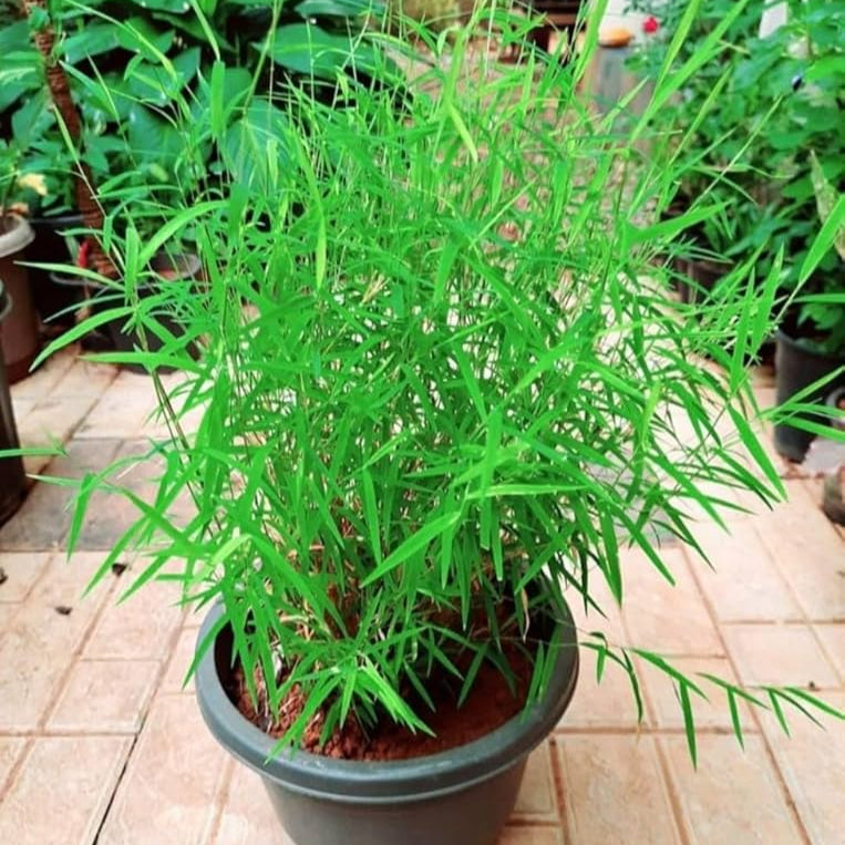 Bamboo Grass