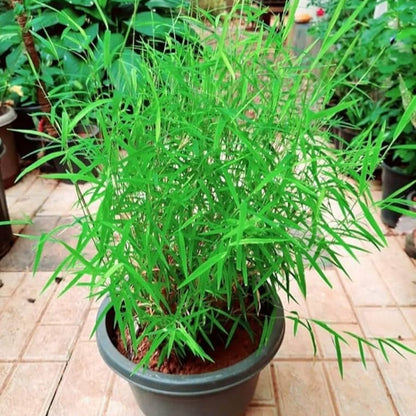Bamboo Grass