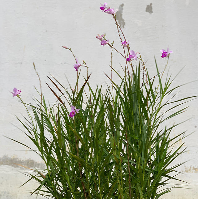 Bamboo Orchid