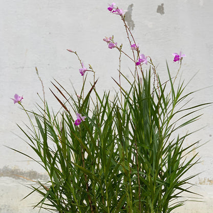 Bamboo Orchid