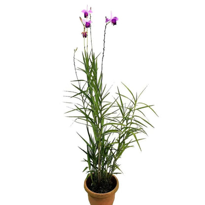 Bamboo Orchid