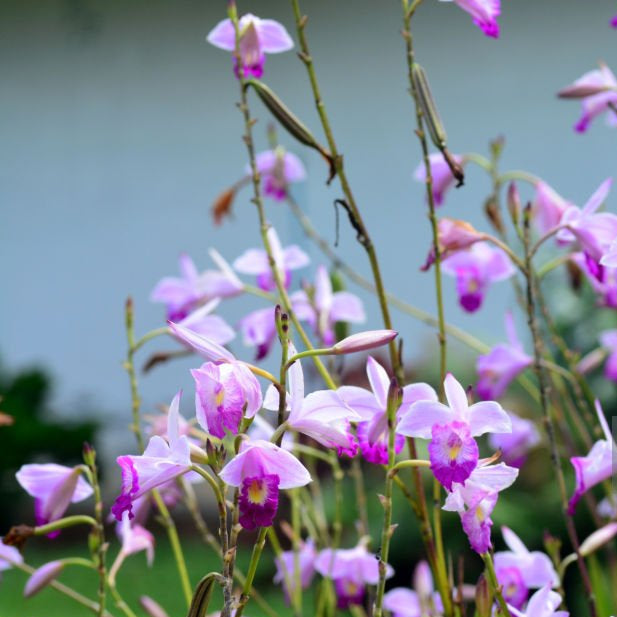 Bamboo Orchid