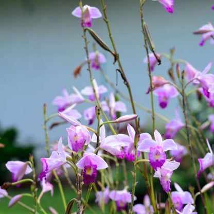 Bamboo Orchid