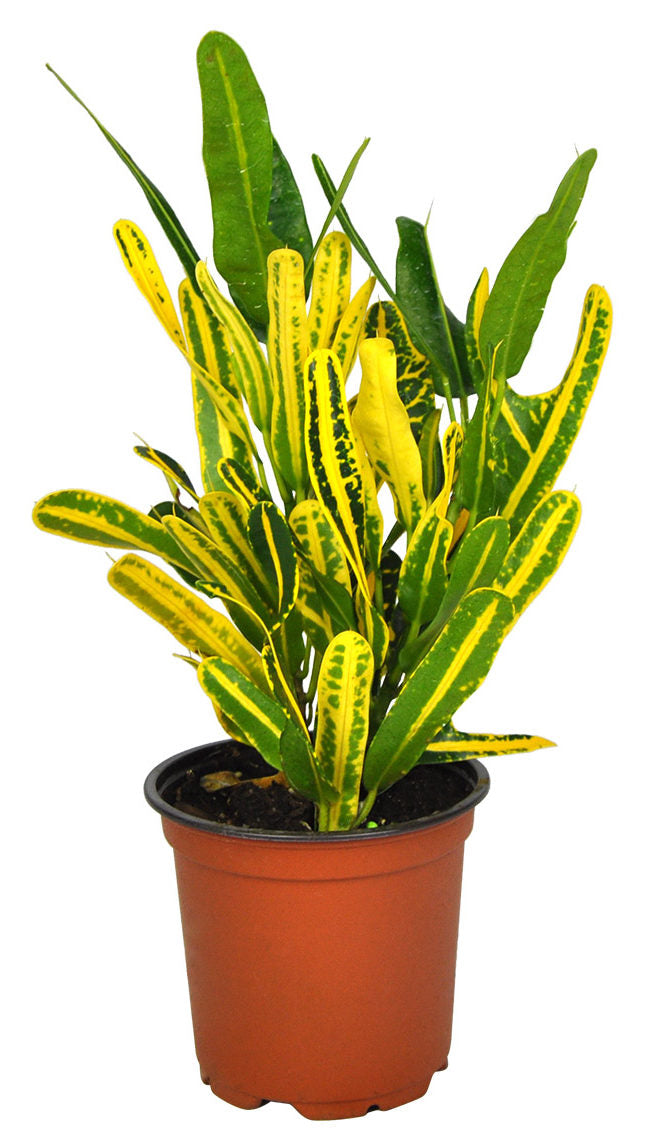 Croton Banana