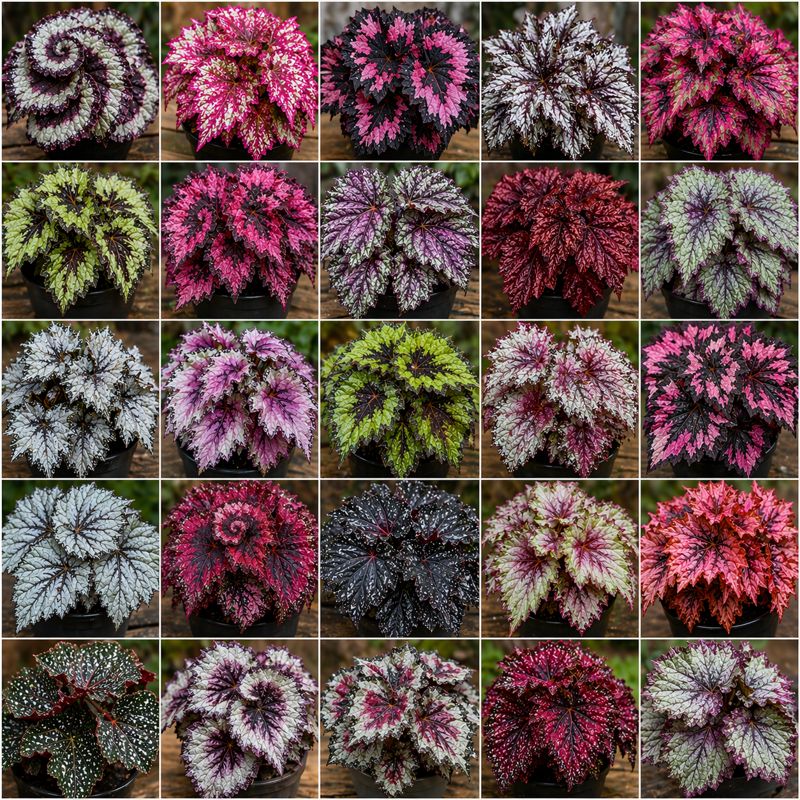 Rex Begonia Combo of 6 Different varieties- No color selection