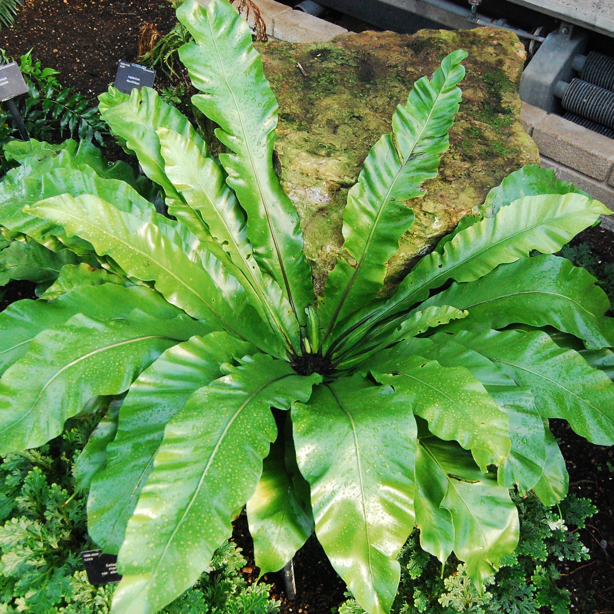 Bird Nest Fern
