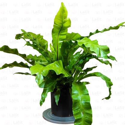 Bird Nest Fern