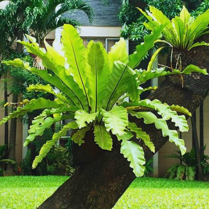 Bird Nest Fern