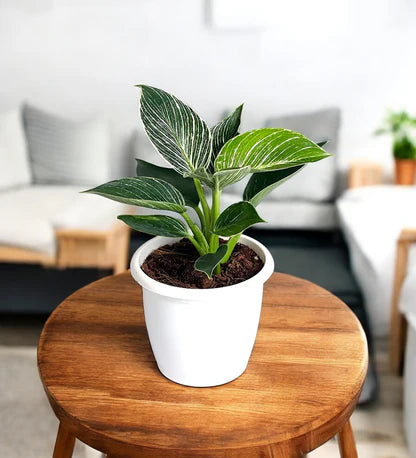 Philodendron Birkin