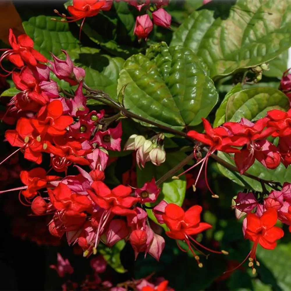 Bleeding Heart Red Creeping plant