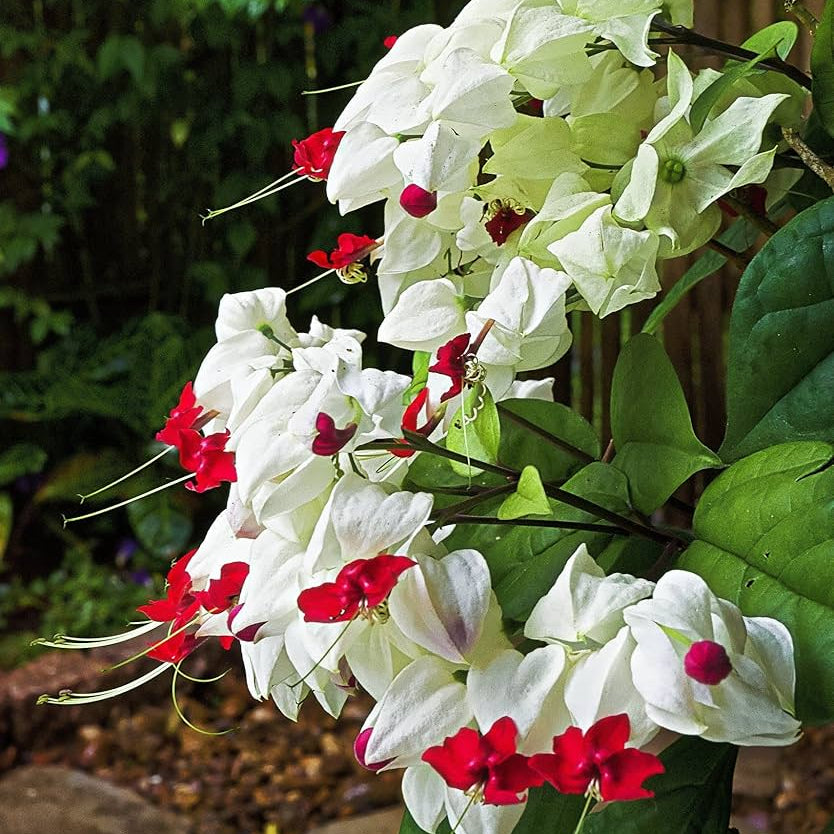 Bleeding Heart white