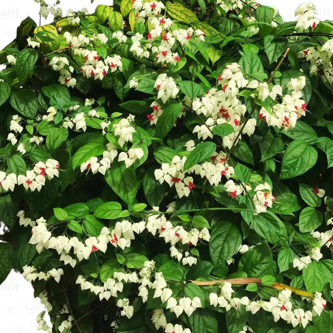 Bleeding Heart white