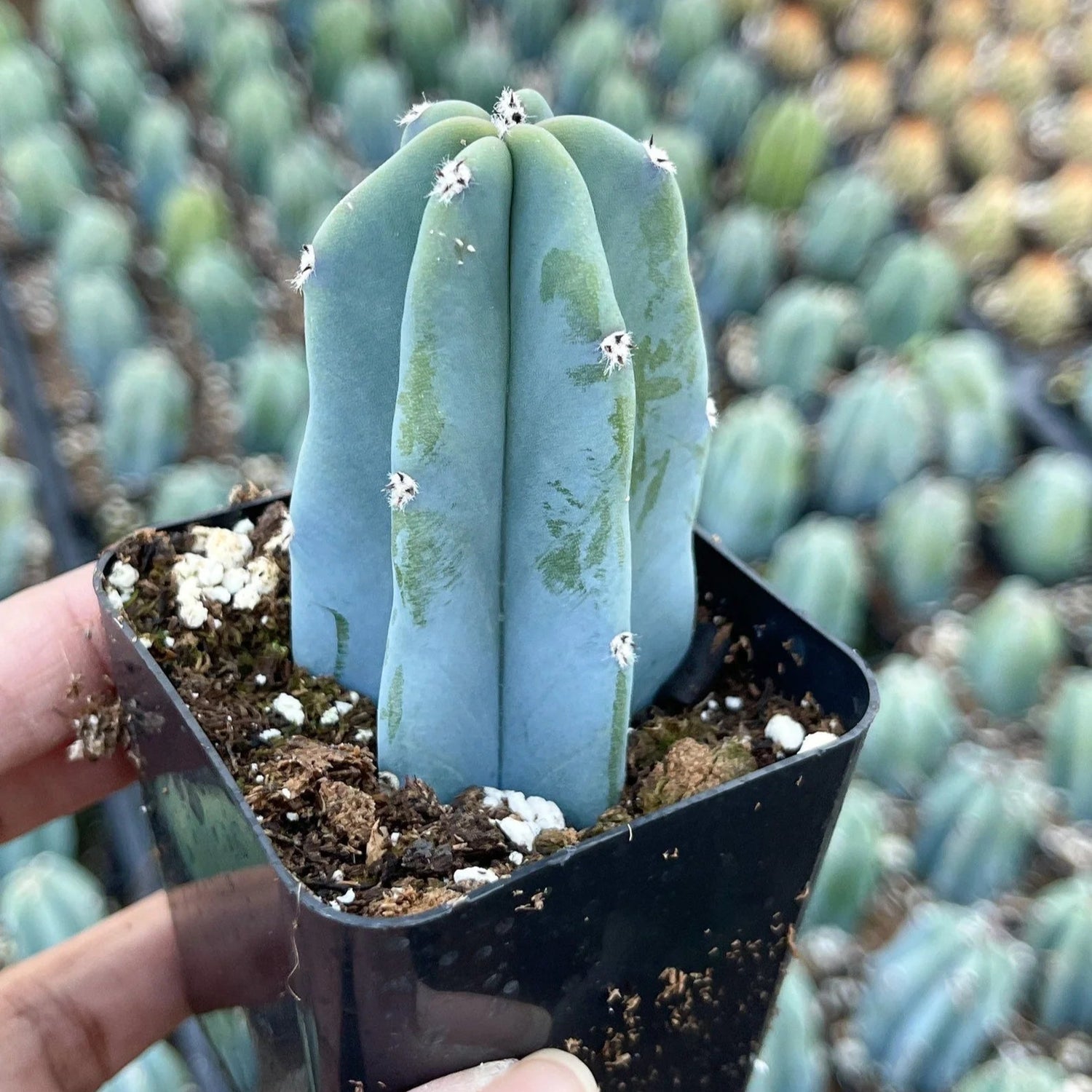 blue candle succulent Cactus Blue Candle