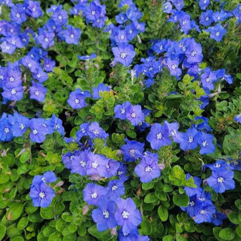 Blue Daze (Morning Glory dwarf) – Wayanadan Touch Garden