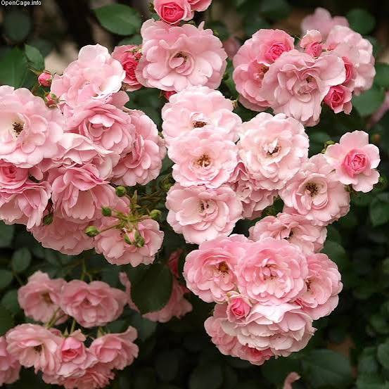 Bonica Rose ownrooted plant