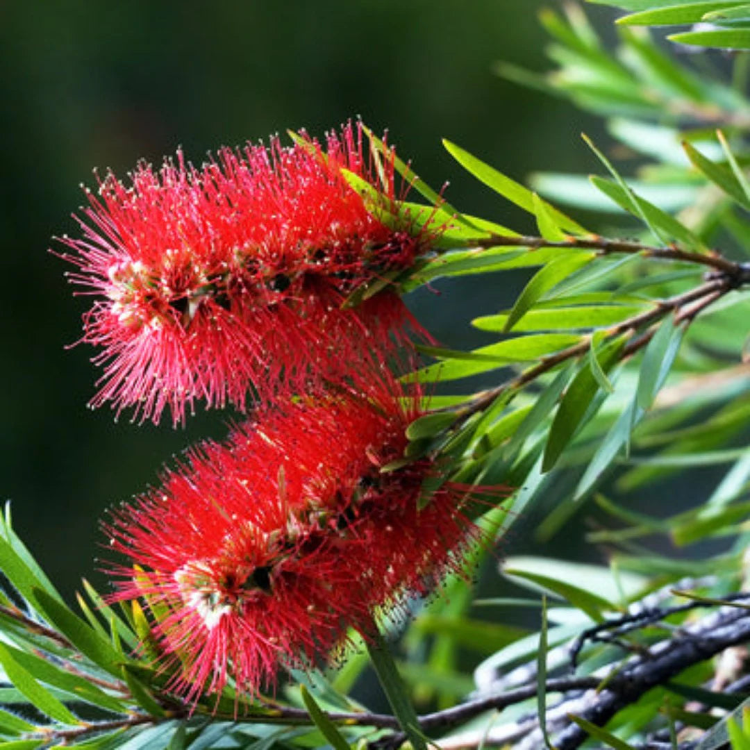 Bottle Brush Plant