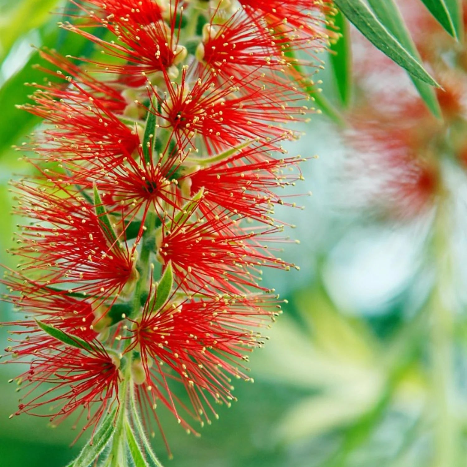 Bottle Brush Plant