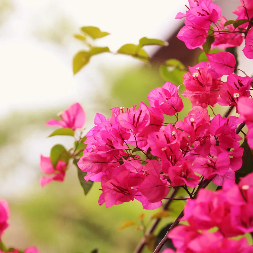 Bougainvillea Pink