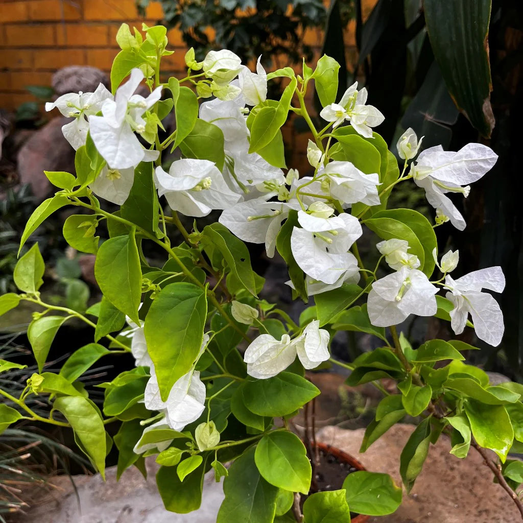 Bougainvillea White