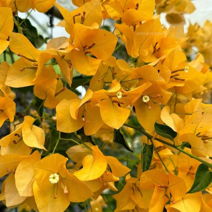 Bougainvillea Yellow