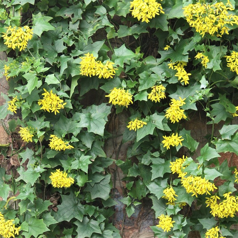 Bridal Bouquet yellow creeper plant(senecio tamoides plant)