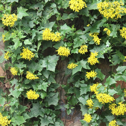 Bridal Bouquet yellow creeper plant(senecio tamoides plant)