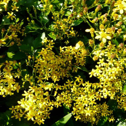 Bridal Bouquet yellow creeper plant(senecio tamoides plant)