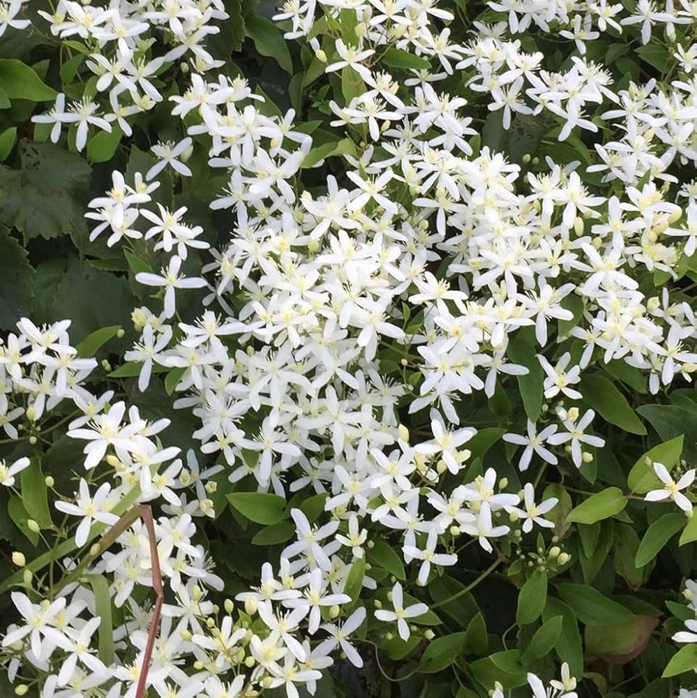 Bridal Bouquet White creeper plant