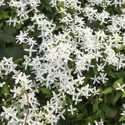 Bridal Bouquet White creeper plant