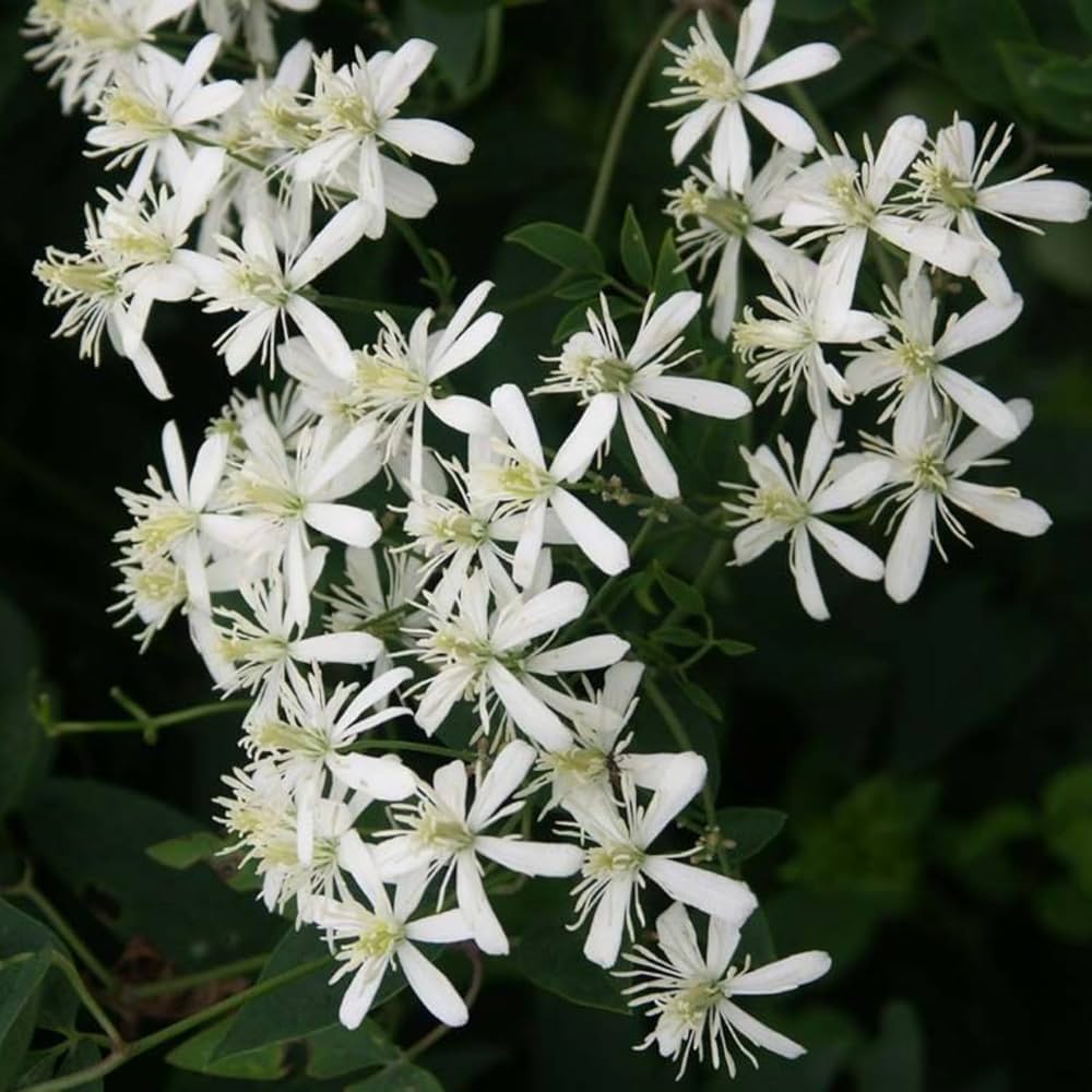 Bridal Bouquet White creeper plant