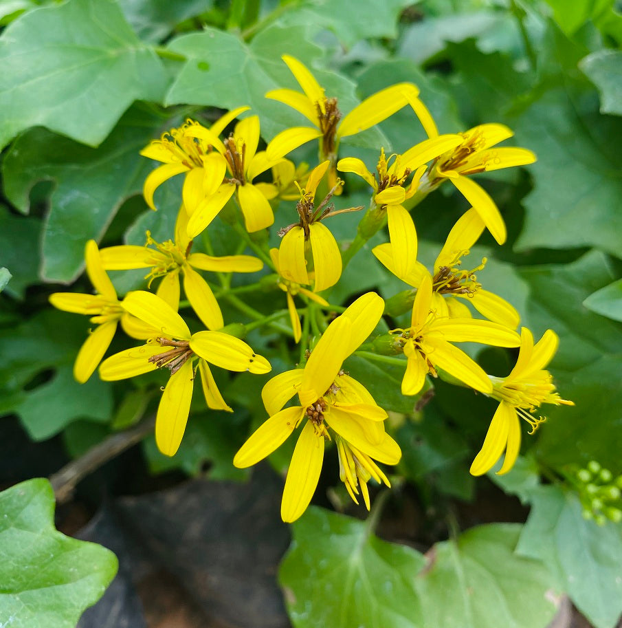 Bridal Bouquet yellow creeper plant(senecio tamoides plant)