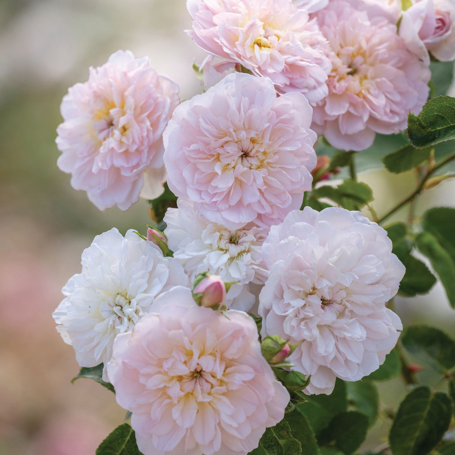 British Queen Rose(Own rooted nadan rose)