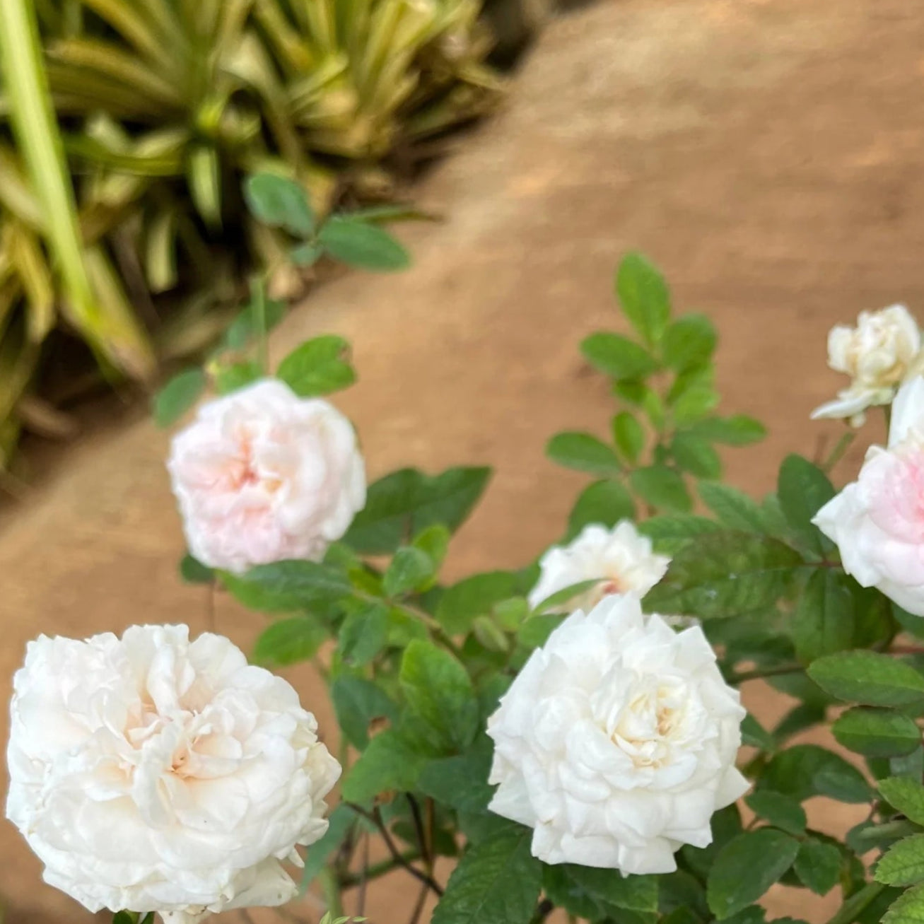 British Queen Rose(Own rooted nadan rose)