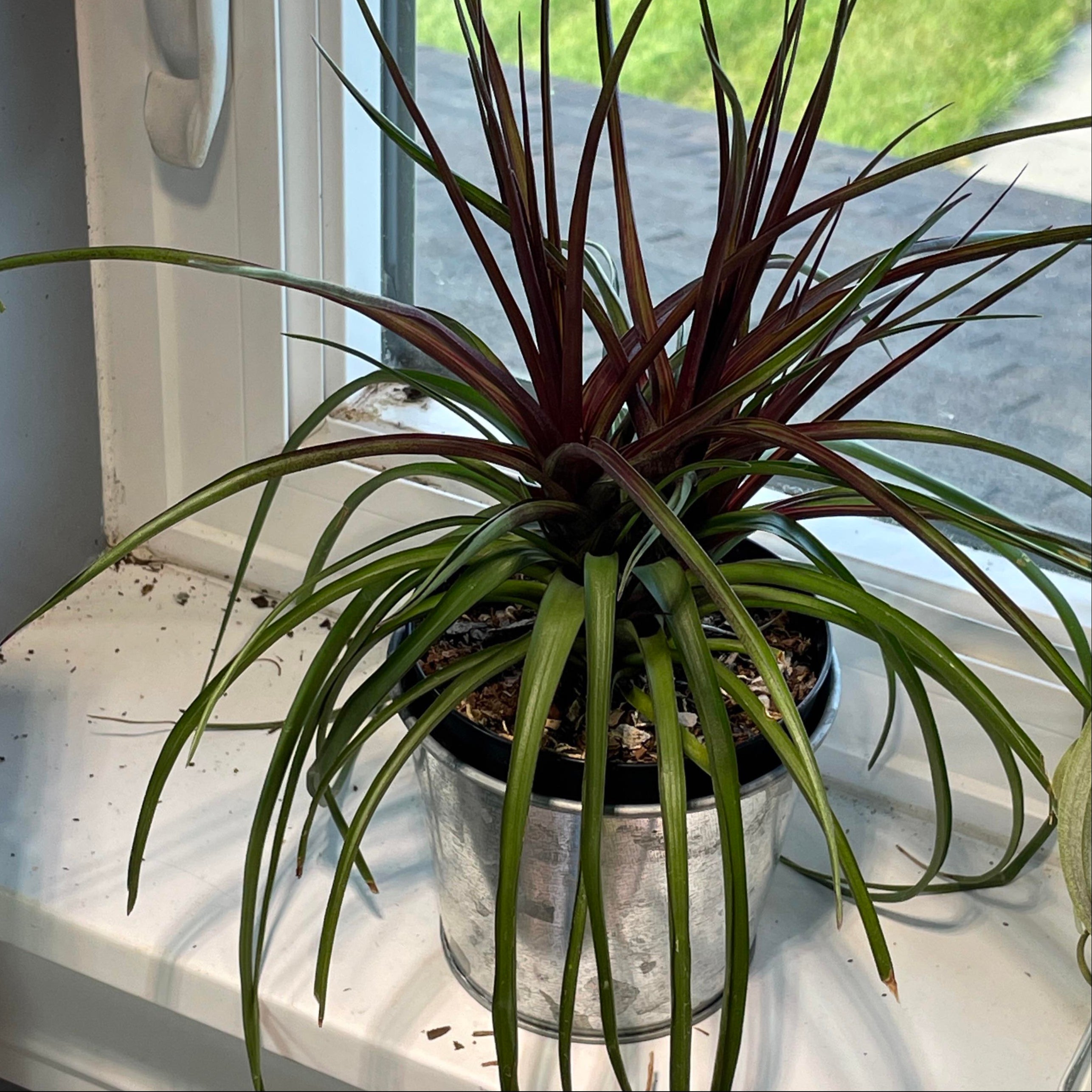Bromelia /  Tillandsia