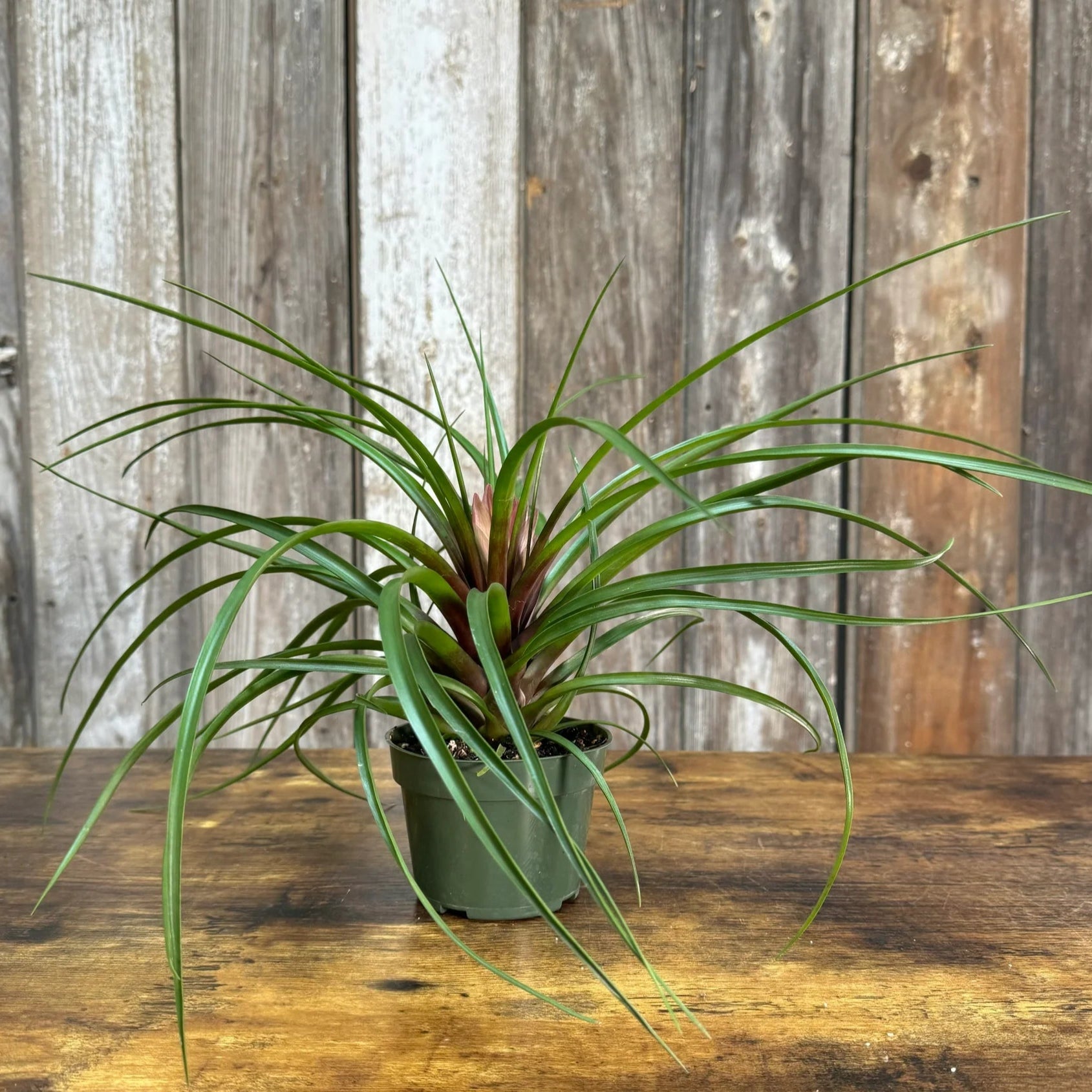 Bromelia /  Tillandsia