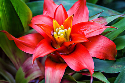 Neoregelia Red Bromeliad
