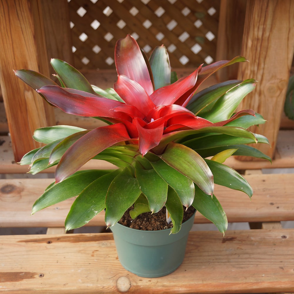 Neoregelia Red Bromeliad